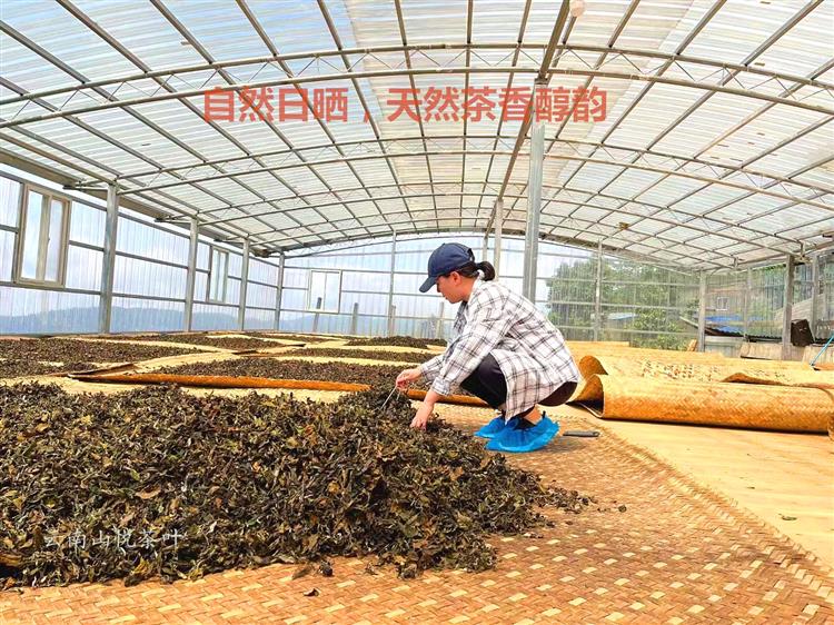 特惠6折：初见白茶，特选云南勐海大叶种鲜叶，古制茶艺， 清香柔润，果韵醇香，甘爽细滑，野韵悠香