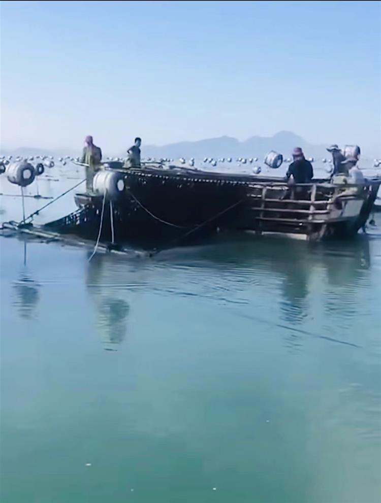 特优惠：霞浦特级头水紫菜 ：无沙免洗细嫩，海苔辅材，日晒干货